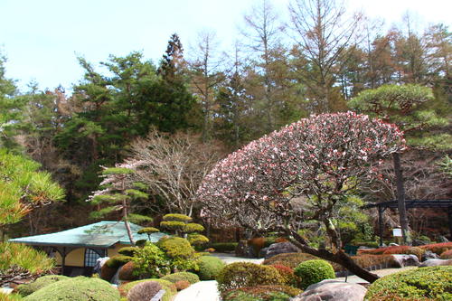 20260406teien (5).JPG