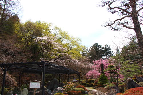 20260406teien (6).JPG