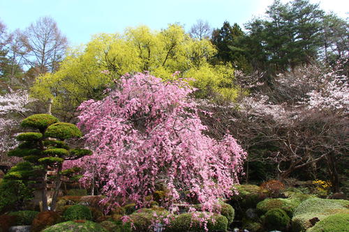 20260406teien (7).JPG