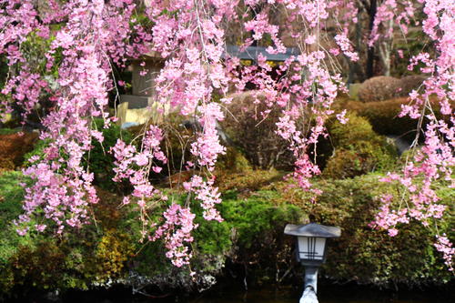 20260406teien (8).JPG