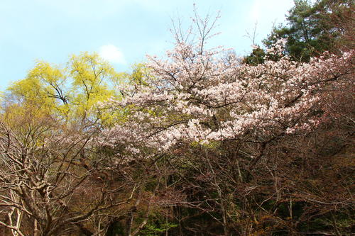 20260406teien (9).JPG