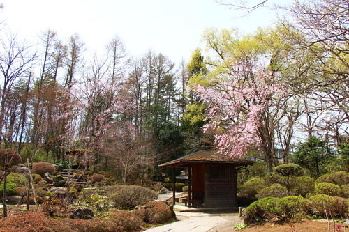 20260409teien (10).JPG