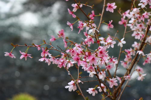 20260409teien (12).JPG