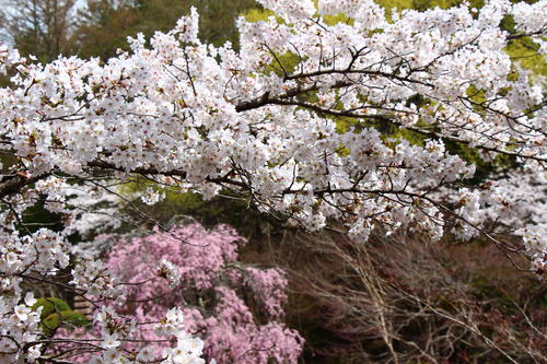 20260409teien (13).JPG