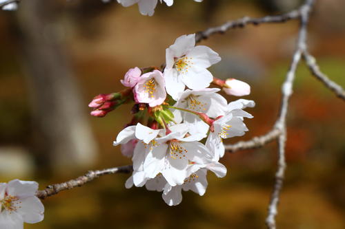 20260409teien (14).JPG