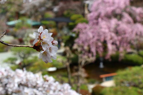 20260409teien (15).JPG