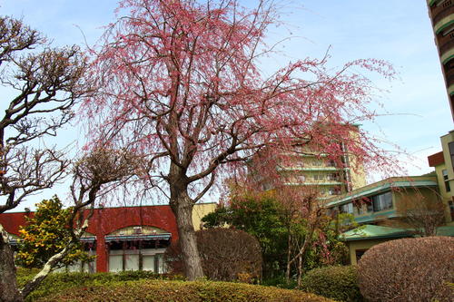 20260409teien (18).JPG