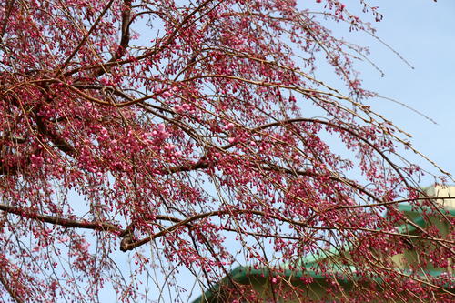 20260409teien (19).JPG