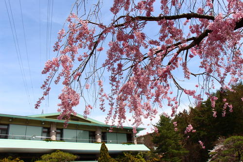 20260409teien (3).JPG