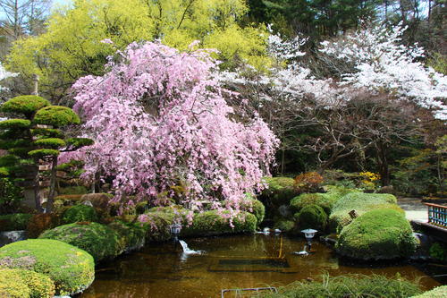 20260409teien (5).JPG