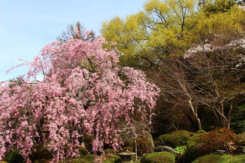 20260409teien (7).JPG