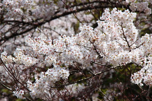 20260409teien (8).JPG