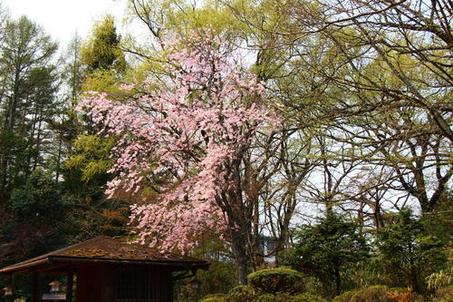 20260412teien (12).JPG