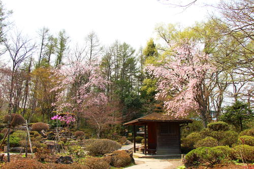 20260412teien (13).JPG