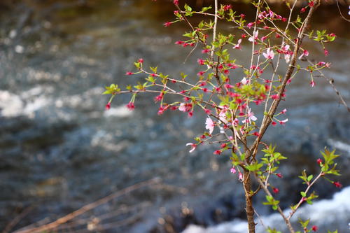 20260412teien (15).JPG