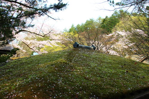 20260412teien (16).JPG