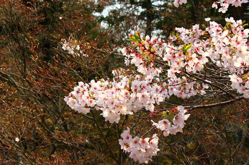 20260412teien (17).JPG