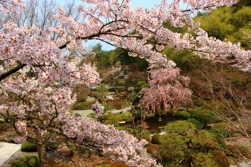 20260412teien (18).JPG