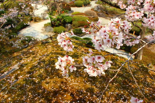 20260412teien (19).JPG