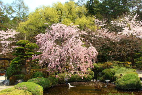 20260412teien (6).JPG