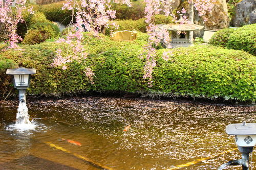 20260412teien (7).JPG