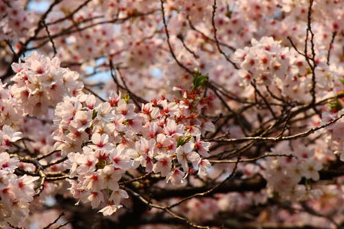 20260412teien (9).JPG