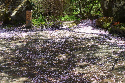 20260414teien (11).JPG