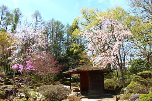 20260414teien (14).JPG