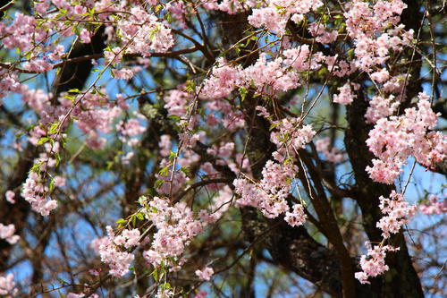 20260414teien (15).JPG