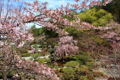 20260414teien (16).JPG