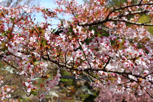 20260414teien (17).JPG