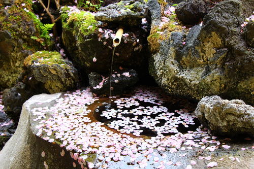 20260414teien (19).JPG