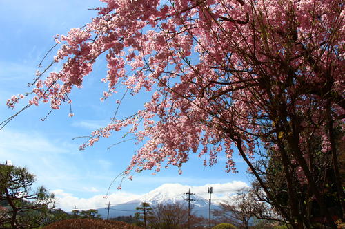 20260414teien (23).JPG