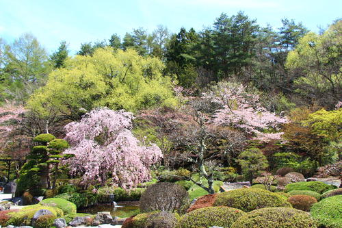 20260414teien (5).JPG