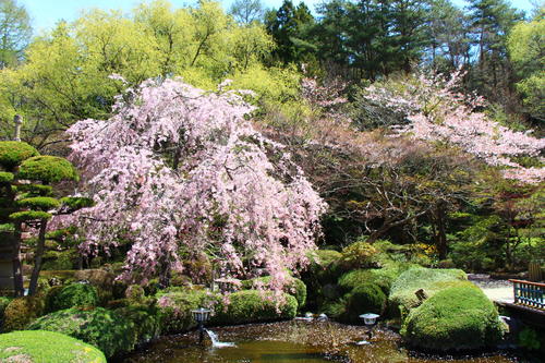 20260414teien (6).JPG