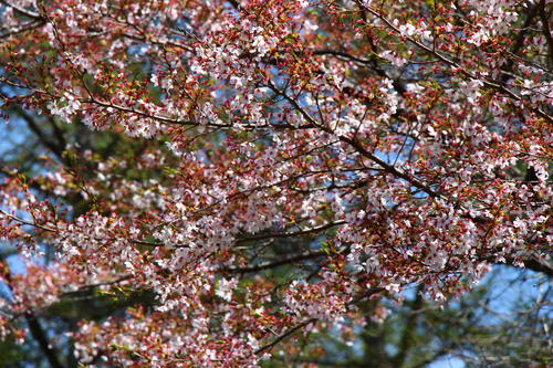 20260414teien (8).JPG