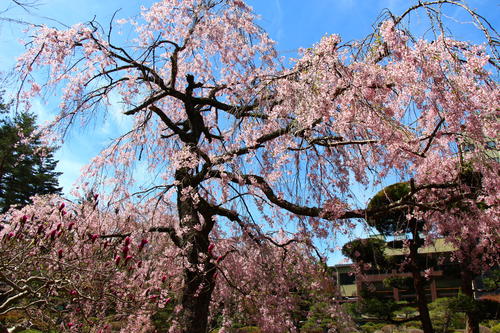 20260414teien (9).JPG