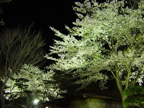 ホテル鐘山苑　夜桜まつり！