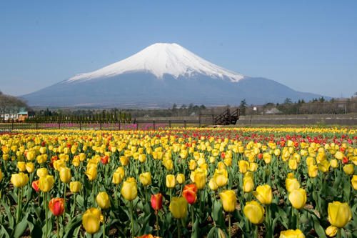 うらろじ探訪26本目「山中湖　花の都公園」