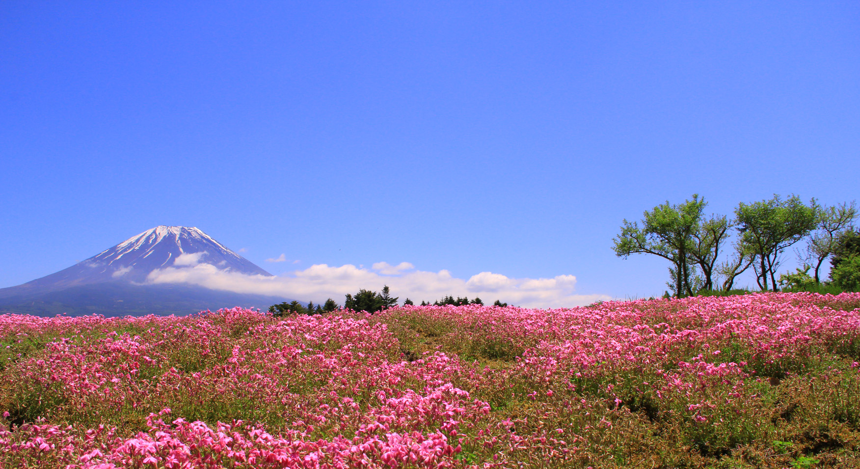 芝 桜 栖湖 本