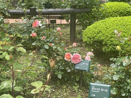 バラのこみち４.jpg