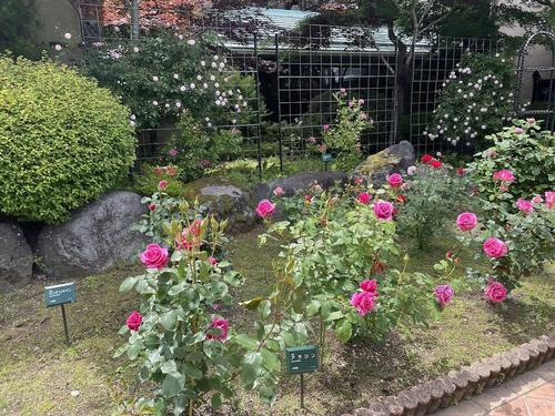 ばら060602.jpg