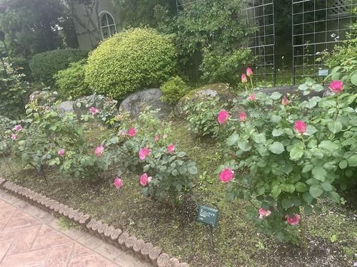 バラのこみち１.jpg