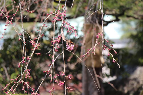 20260328teien (2).JPG