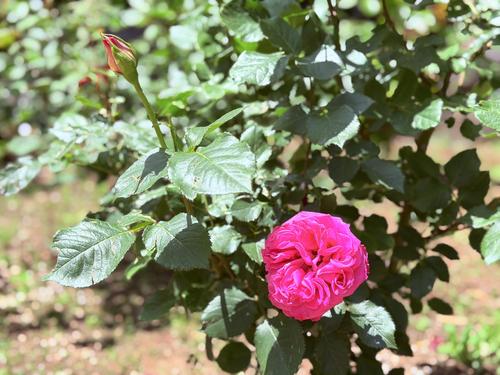 写真 2026-05-18 11 09 09.jpg