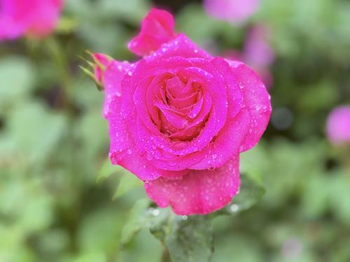 写真 2026-06-03 13 39 59.jpg